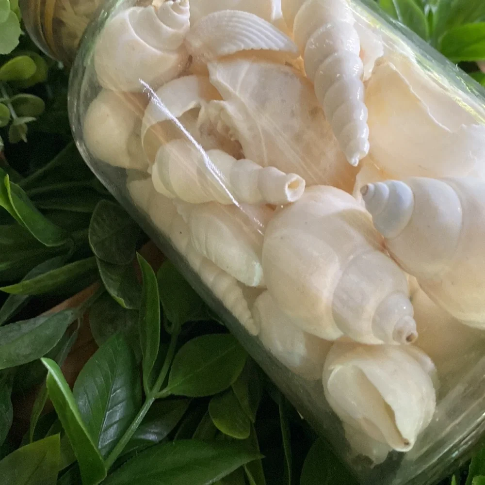 Pottery Barn Sally’s Seashore Seashells “Shells In A Bottle” Vase Filler 🐚 - Picture 12 of 16